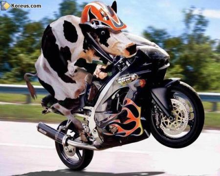 Vache