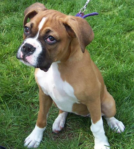 Chien!