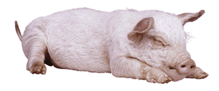 Ti cochon!